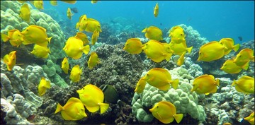 West Hawaii coral reef
