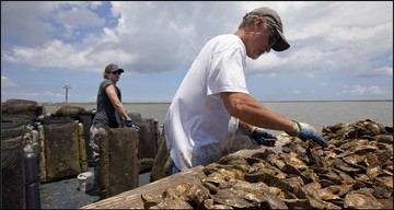 Aquaculture Oysters