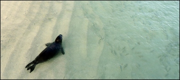 Hawaiian Monk Seal on beach