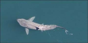 Basking shark