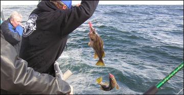 Recreational Rockfish