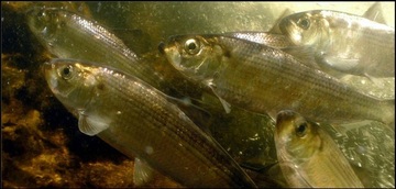 World Fish Migration Day