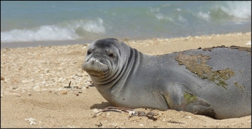Monk Seal U'ilani