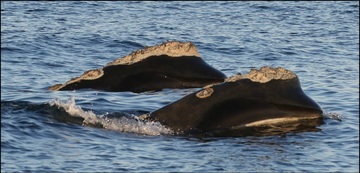 Two Right Whales