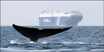 Whale and ship