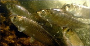 River herring