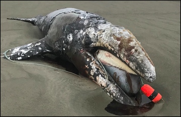 Stranded gray whale