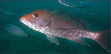 Red snapper swimming