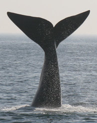 Right whale