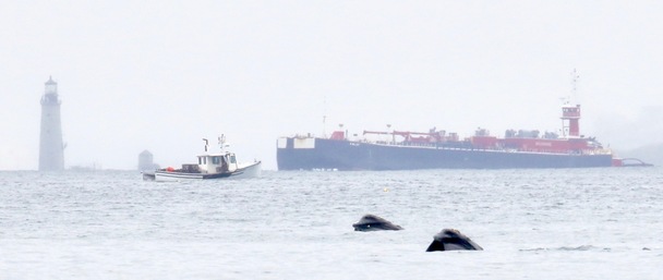 Right whale in front of ships