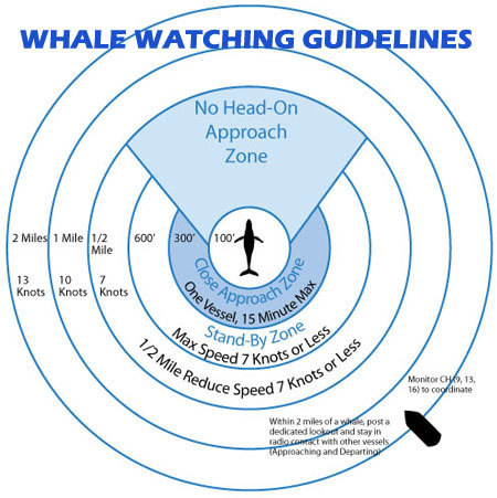 Right whale approach guidelines