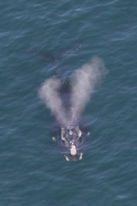 Right whale v-shaped blow