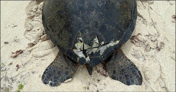 Injured green sea turtle