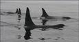 Killer whale dorsals