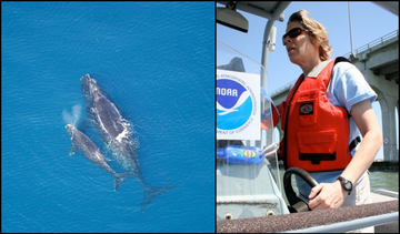 Right Whale Conservation