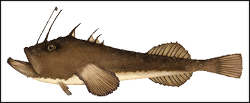 Monkfish illustration v2