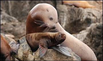 Sea Lion Mom and Pup
