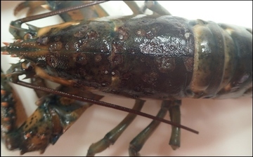 Lobster with shell disease