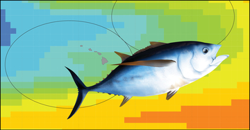 Big-eye tuna trends