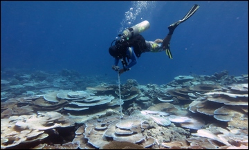 Coral bleaching research