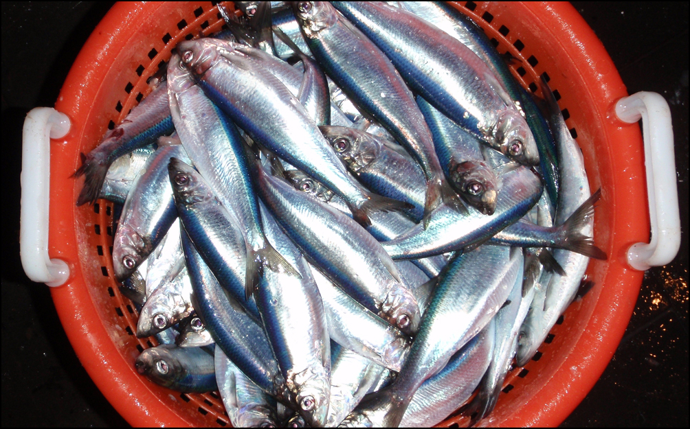 Atlantic herring in a basket