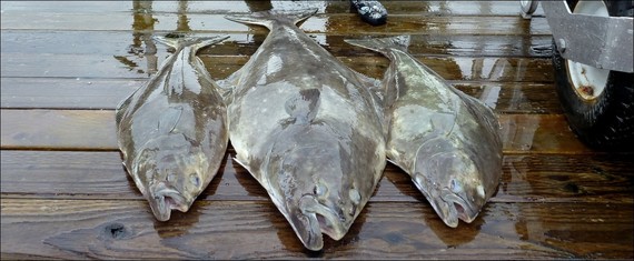 Halibut on deck