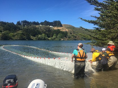 Sonoma County Water Agency fish seining