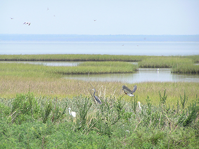 gulf of mexico wetlands