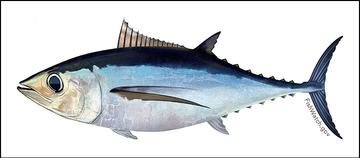 Atlantic bluefin tuna illustration border2