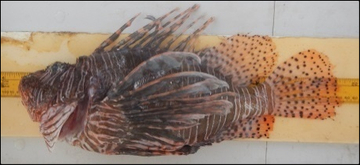 Lionfish on length board