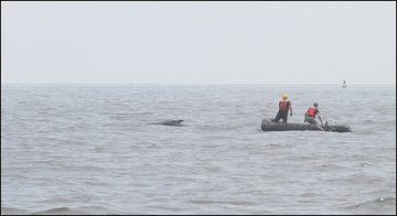 Whale rescue