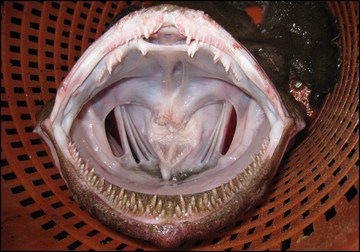 Monkfish mouth