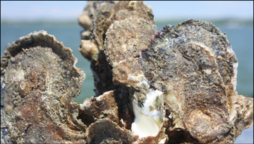 Chesapeake Bay oyster