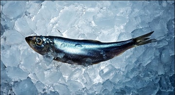 Atlantic Herring FAO