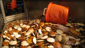 Sea scallops on table