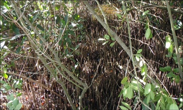 Mangroves