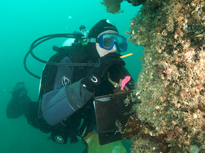 Kachemak Bay Habitat Focus Area scuba diver