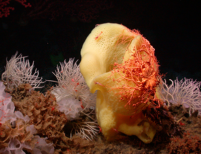 An orange basket star covers a Picasso sponge at Davidson Seamount, CA