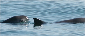 Vaquita narrow