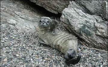 Stranded Seal Pup