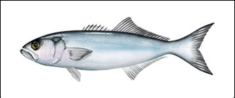 Bluefish illustration v4