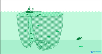 Purse Seine Diagram