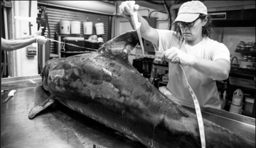 Dolphin necropsy