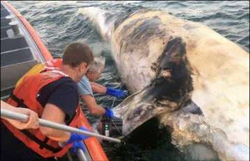 right whale mortality