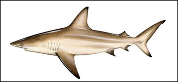 ASFMC Coastal Sharks v2