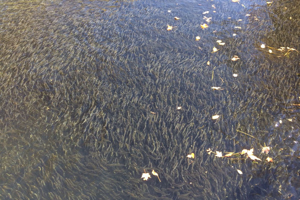 Millions of baby sea-run fish getting ready to go back to the ocean from China Lake in the Sebasticook River watershed.