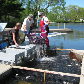 Local fisherman harvesting sea-run fish for bait at Vassalboro Pond in the Sebasticook River watershed.