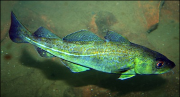 Groundfish Climate Adaptation