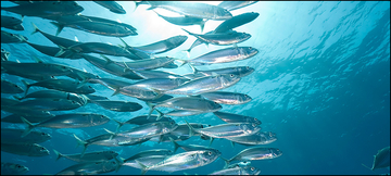Atlantic mackerel school