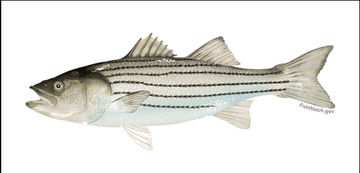 Atlantic striped bass illustration v2